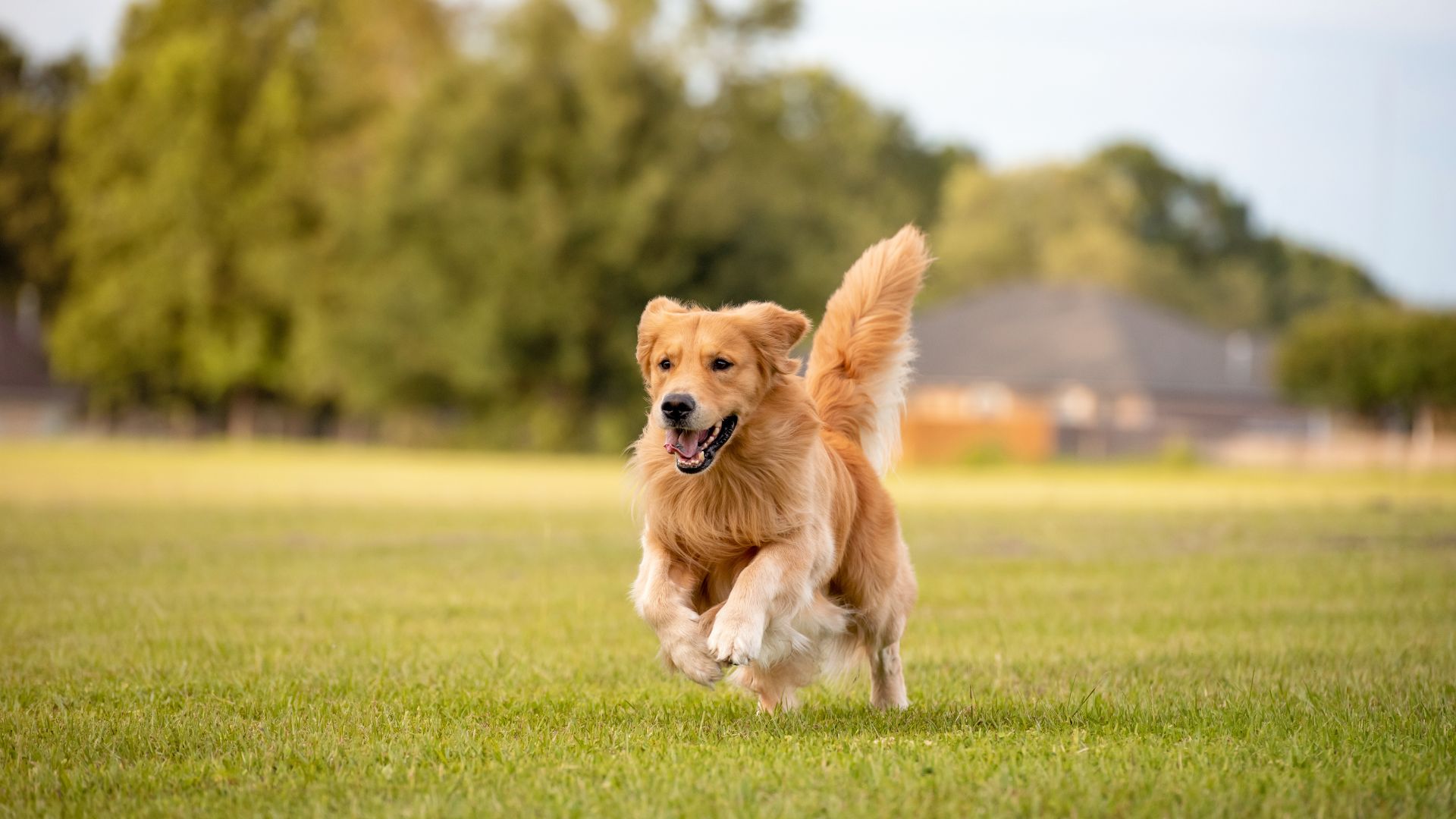 Happy Dog